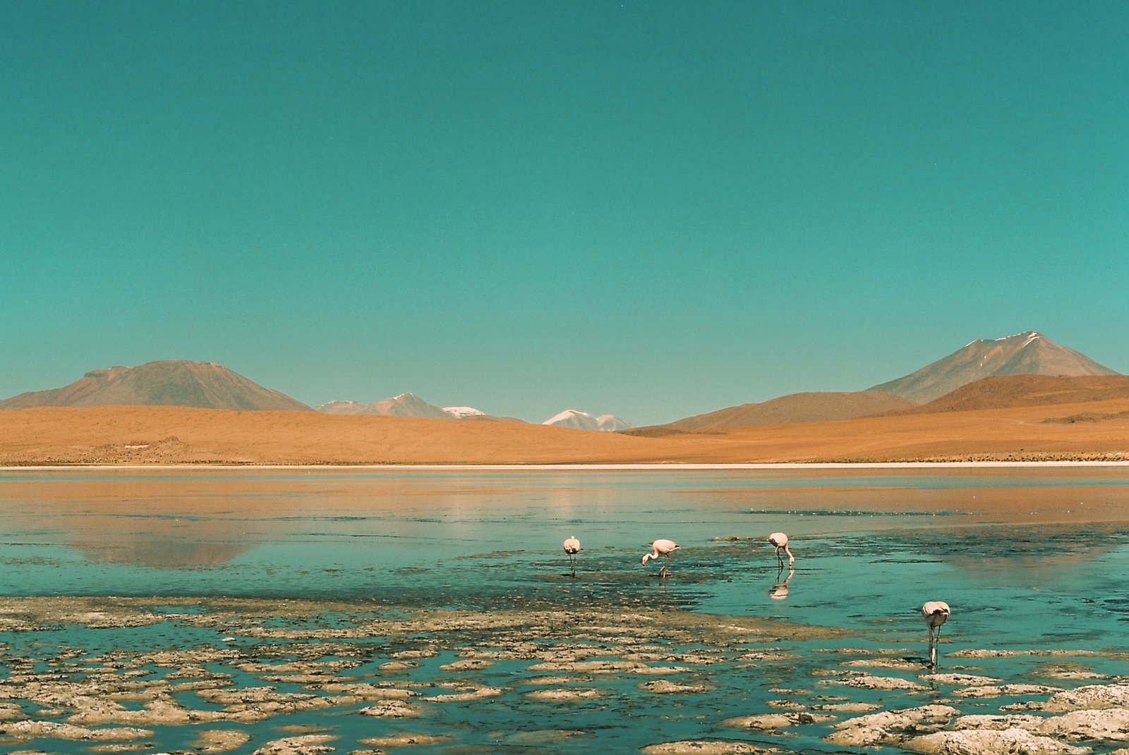Flamants roses dans une lagune andine, volcans en arrière-plan