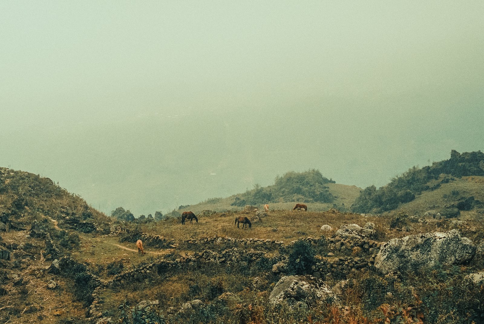 Chevaux au pâturage dans la brume, paysage de montagne