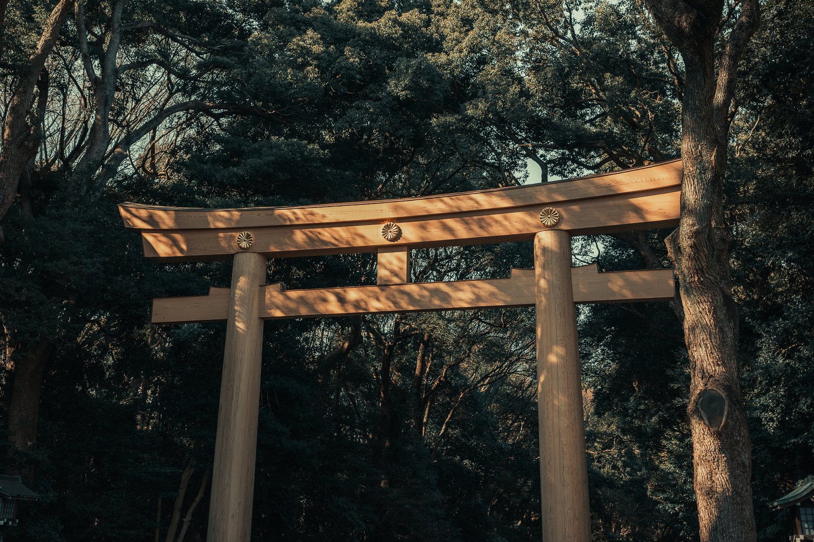 Torii en bois dans une forêt, sanctuaire shintoïste