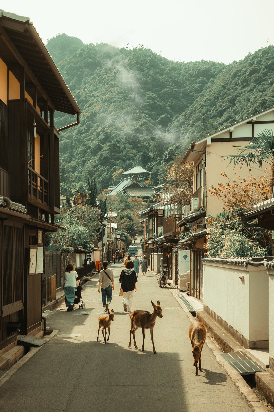 Daims dans une rue bordée de maisons traditionnelles, Nara