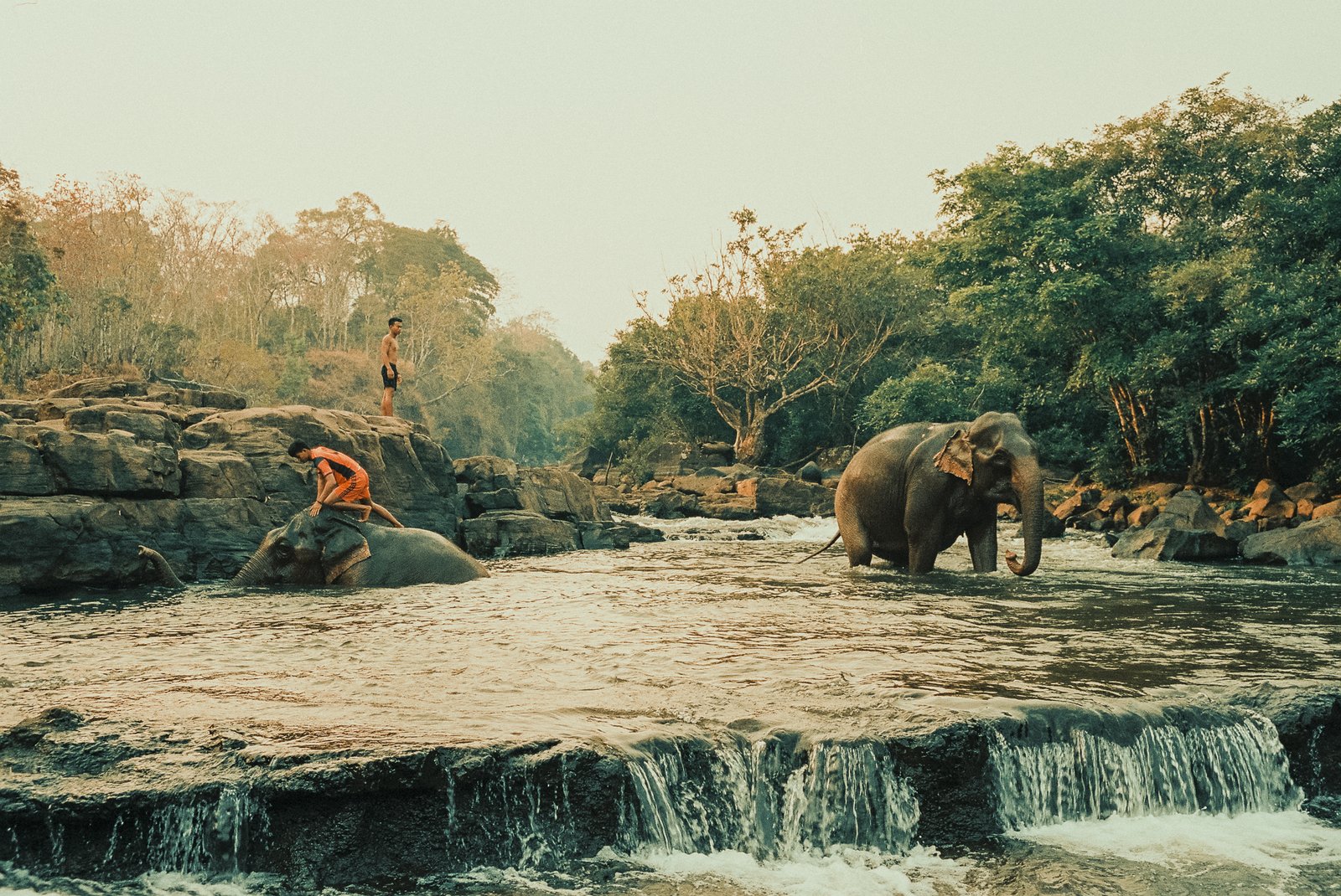 Éléphants se baignant dans une rivière avec leurs cornacs