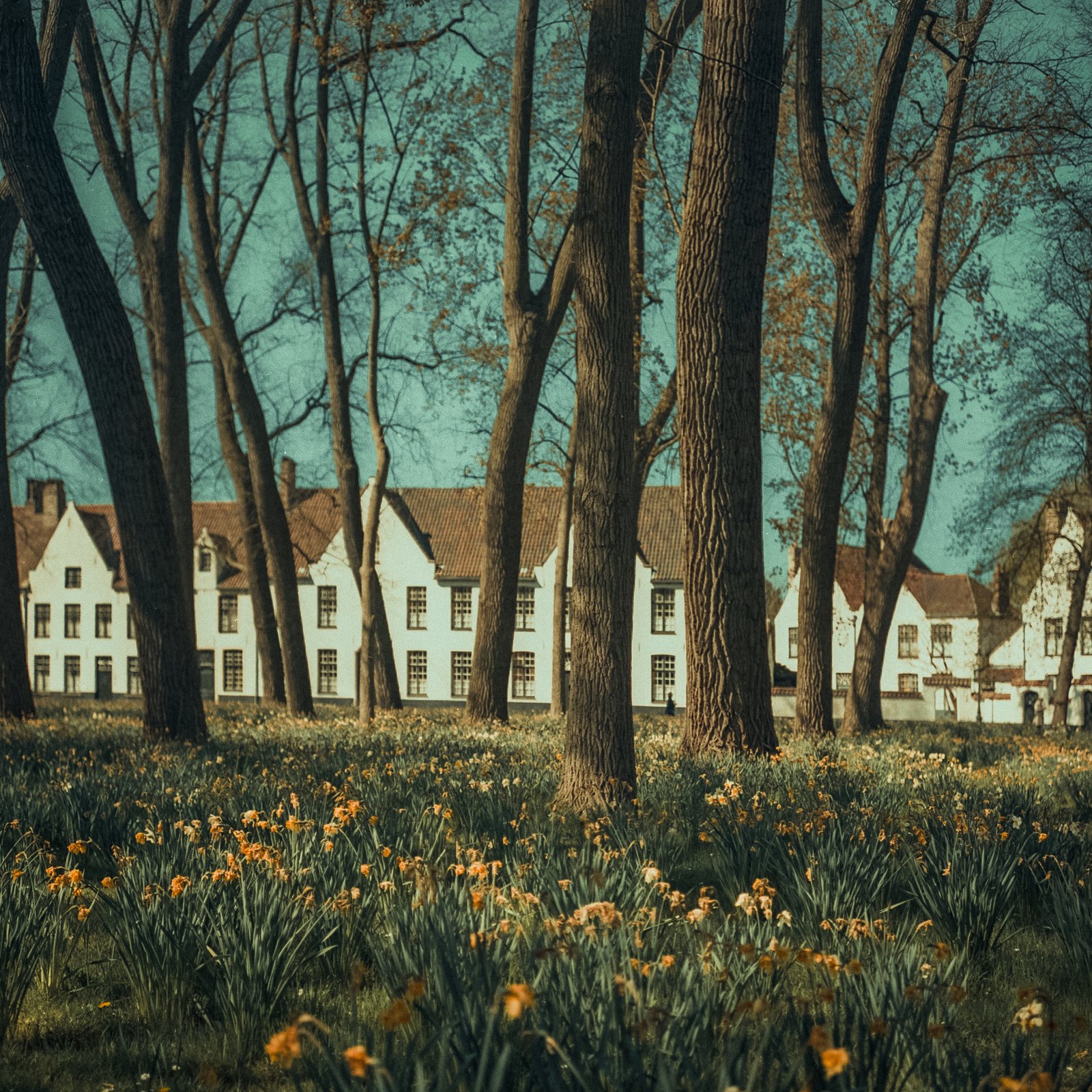 Béguinage de Bruges au printemps, jonquilles en fleurs